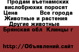 Продам въетнамских вислобрюхих поросят › Цена ­ 2 500 - Все города Животные и растения » Другие животные   . Брянская обл.,Клинцы г.